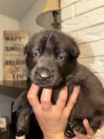 Titan, a male German Shepherd Dog for sale in Oklahoma City, OK – 2 of 9