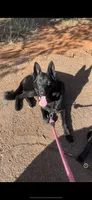 Zeus, a male German Shepherd Dog for sale in Oklahoma City, OK – 6 of 7