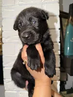 Orion, a male German Shepherd Dog for sale in Oklahoma City, OK – 3 of 8