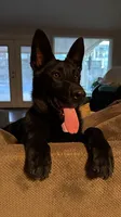 Orion, a male German Shepherd Dog for sale in Oklahoma City, OK – 6 of 8