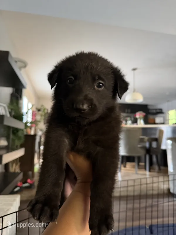Dante – German Shepherd Dog puppy for sale in Oklahoma City, OK