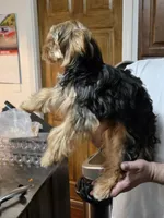 Brownie , a male Yorkshire Terrier for sale in Pawtucket, RI – 1 of 4