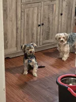 Oreo, a male Yorkshire Terrier for sale in Pawtucket, RI – 3 of 4