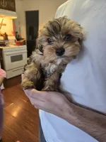 Oreo, a male Yorkshire Terrier for sale in Pawtucket, RI – 4 of 4