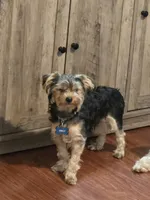Oreo, a male Yorkshire Terrier for sale in Pawtucket, RI – 2 of 4