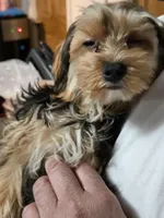 Brownie , a male Yorkshire Terrier for sale in Pawtucket, RI – 2 of 4