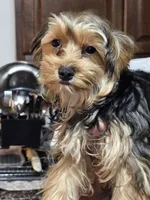 Brownie , a male Yorkshire Terrier for sale in Pawtucket, RI – 3 of 4