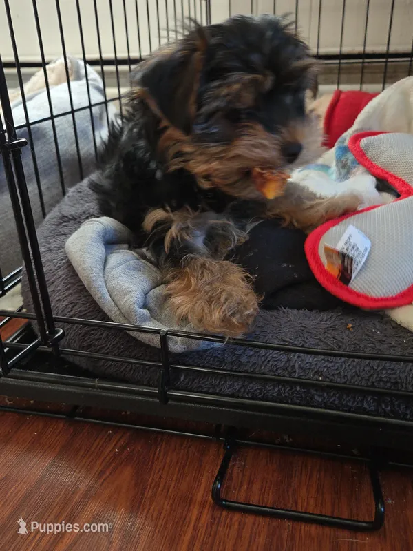 Oreo – Yorkshire Terrier puppy for sale in Pawtucket, RI