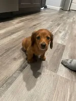 Hazel, a female Miniature Dachshund for sale in Columbus, OH – 3 of 5