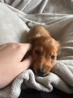 Hazel, a female Miniature Dachshund for sale in Columbus, OH – 2 of 5