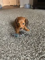 Hazel, a female Miniature Dachshund for sale in Columbus, OH – 1 of 5