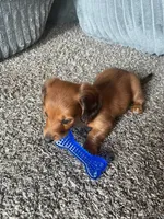 Hazel, a female Miniature Dachshund for sale in Columbus, OH – 4 of 5