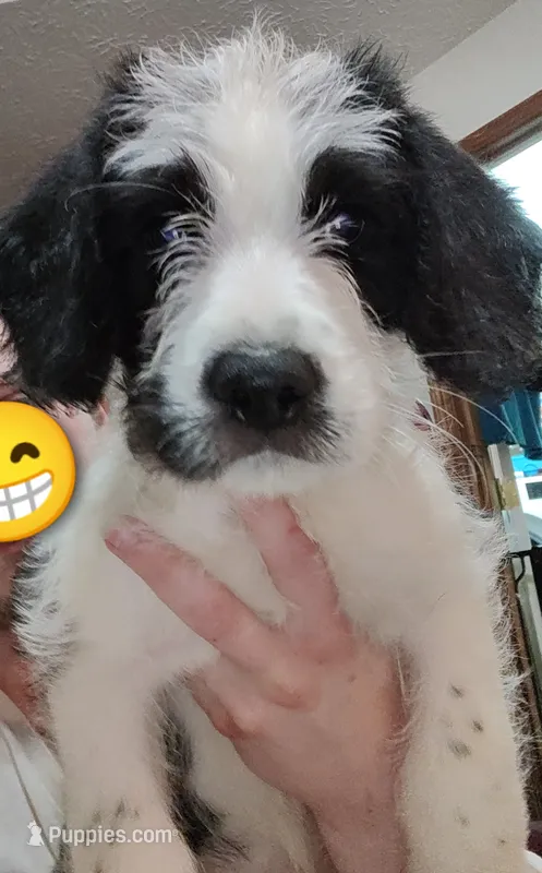 Daisy – Saint Berdoodle puppy for sale in Union, KY