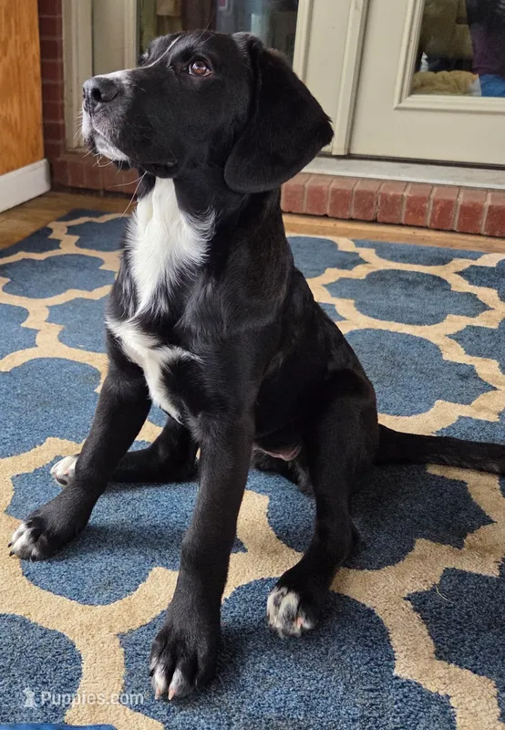 Ruth – Saint Berdoodle puppy for sale in Union, KY