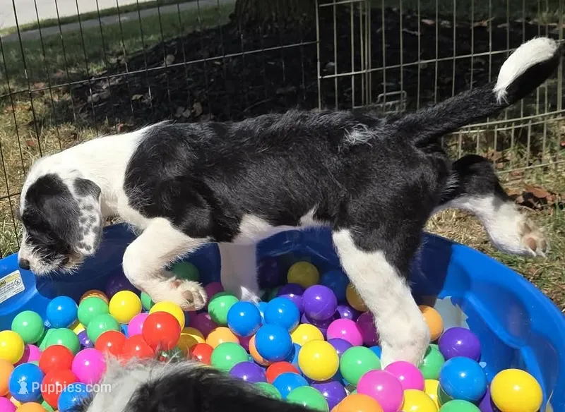 Flea – Saint Berdoodle puppy for sale in Union, KY