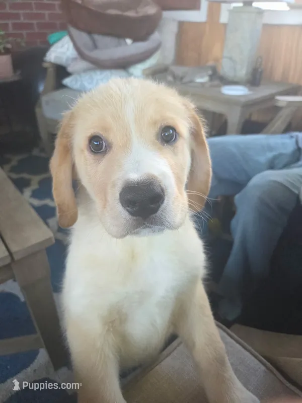 Neil – Saint Berdoodle puppy for sale in Union, KY