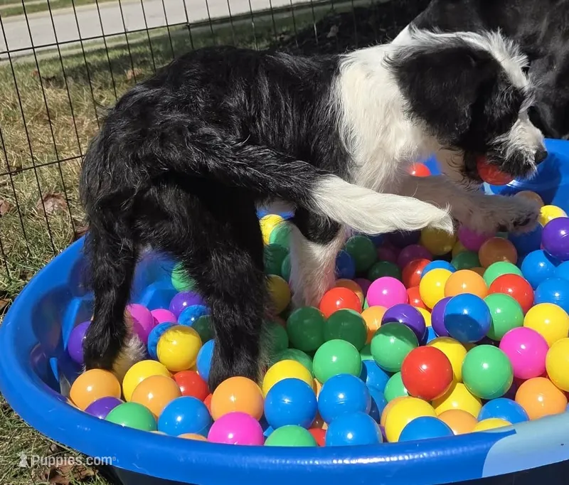 Daisy – Saint Berdoodle puppy for sale in Union, KY
