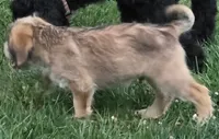 Yoshi, a male Saint Berdoodle for sale in Union, KY – 3 of 4
