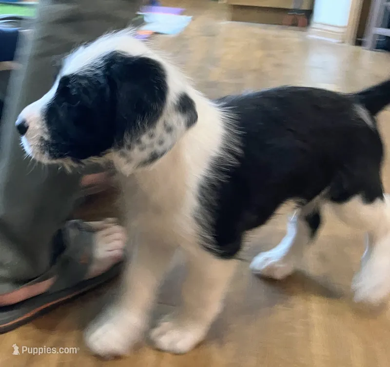 Flea – Saint Berdoodle puppy for sale in Union, KY