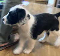 Flea, a male Saint Berdoodle for sale in Union, KY – 1 of 1