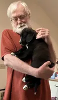 Ruth, a female Saint Berdoodle for sale in Union, KY – 3 of 3