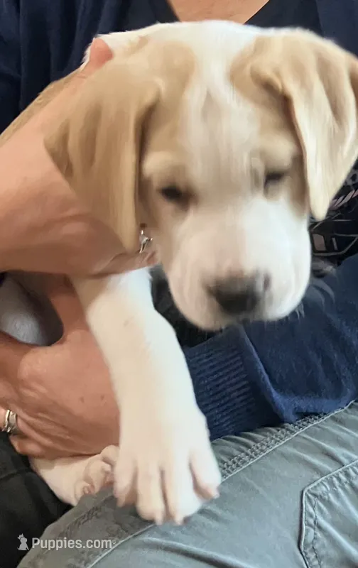 Blondie – Saint Berdoodle puppy for sale in Union, KY