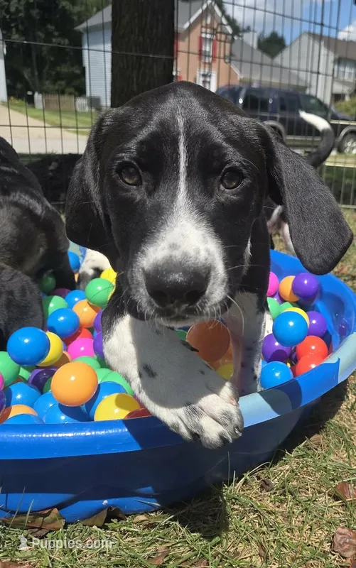 Junior – Saint Berdoodle puppy for sale in Union, KY