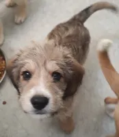 Yoshi, a male Saint Berdoodle for sale in Union, KY – 2 of 4