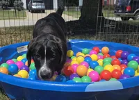 Ruth, a female Saint Berdoodle for sale in Union, KY – 2 of 3