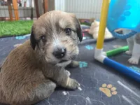 Yoshi, a male Saint Berdoodle for sale in Union, KY – 4 of 4