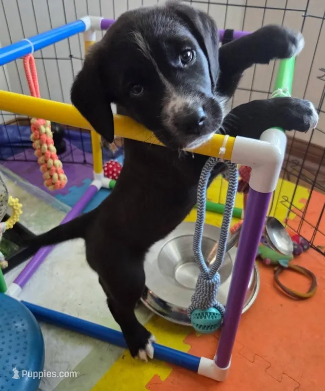 Ruth – Saint Berdoodle puppy for sale in Union, KY