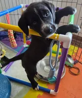 Ruth, a female Saint Berdoodle for sale in Union, KY – 1 of 3