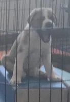 Sebastian, a female Saint Berdoodle for sale in Union, KY – 2 of 4