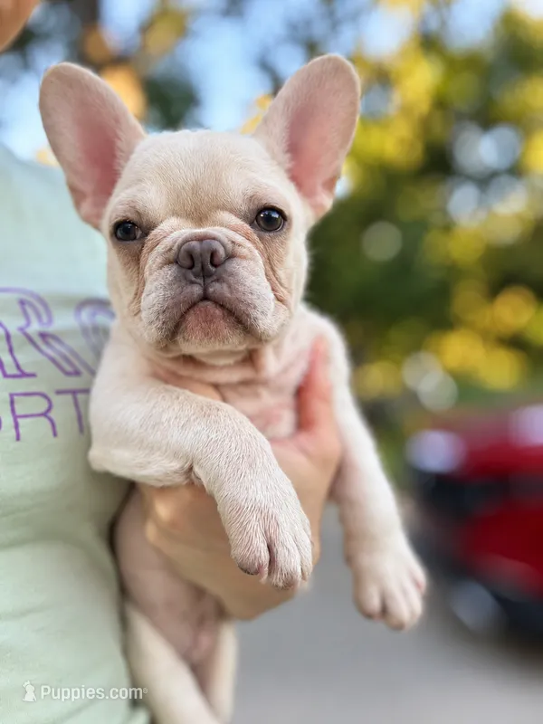 Mario – French Bulldog puppy for sale in Georgetown, TX