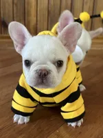Mario, a male French Bulldog for sale in Georgetown, TX – 4 of 5