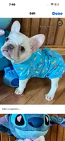 Mario, a male French Bulldog for sale in Georgetown, TX – 2 of 5