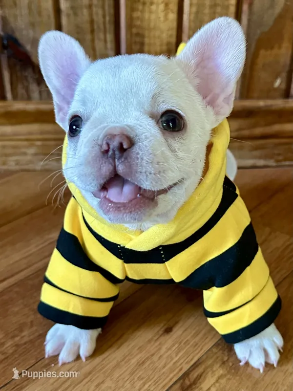 Mario – French Bulldog puppy for sale in Georgetown, TX