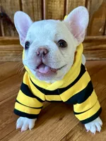 Mario, a male French Bulldog for sale in Georgetown, TX – 1 of 5
