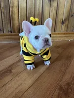 Mario, a male French Bulldog for sale in Georgetown, TX – 3 of 5