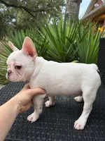 Mario, a male French Bulldog for sale in Georgetown, TX – 5 of 5