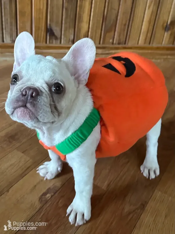 Mario – French Bulldog puppy for sale in Georgetown, TX