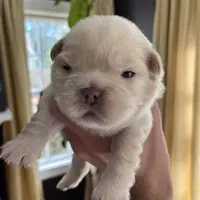 UGA, a male French Bulldog for sale in Mobile, AL – Photo 1 of 8