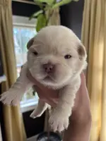 UGA, a male French Bulldog for sale in Mobile, AL – Photo 1 of 8