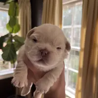 UGA, a male French Bulldog for sale in Mobile, AL – Photo 6 of 8