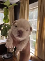 UGA, a male French Bulldog for sale in Mobile, AL – Photo 6 of 8