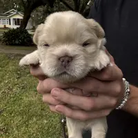 UGA, a male French Bulldog for sale in Mobile, AL – Photo 2 of 8