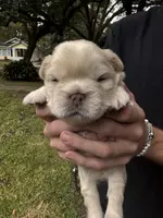 UGA, a male French Bulldog for sale in Mobile, AL – Photo 2 of 8