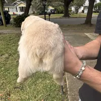 UGA, a male French Bulldog for sale in Mobile, AL – Photo 7 of 8