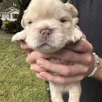 UGA, a male French Bulldog for sale in Mobile, AL – Photo 4 of 8