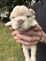 UGA, a male French Bulldog for sale in Mobile, AL – Photo 4 of 8